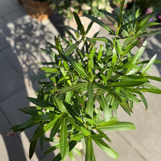 Nerium oleander i fletkurv – 160 cm høj | Middelhavsstemning på terrassen