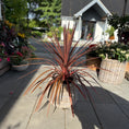 Indlæs billede i gallerivisning, Rødbladet Cordyline Australis – 80 cm høj udendørs plante i fletkurv
