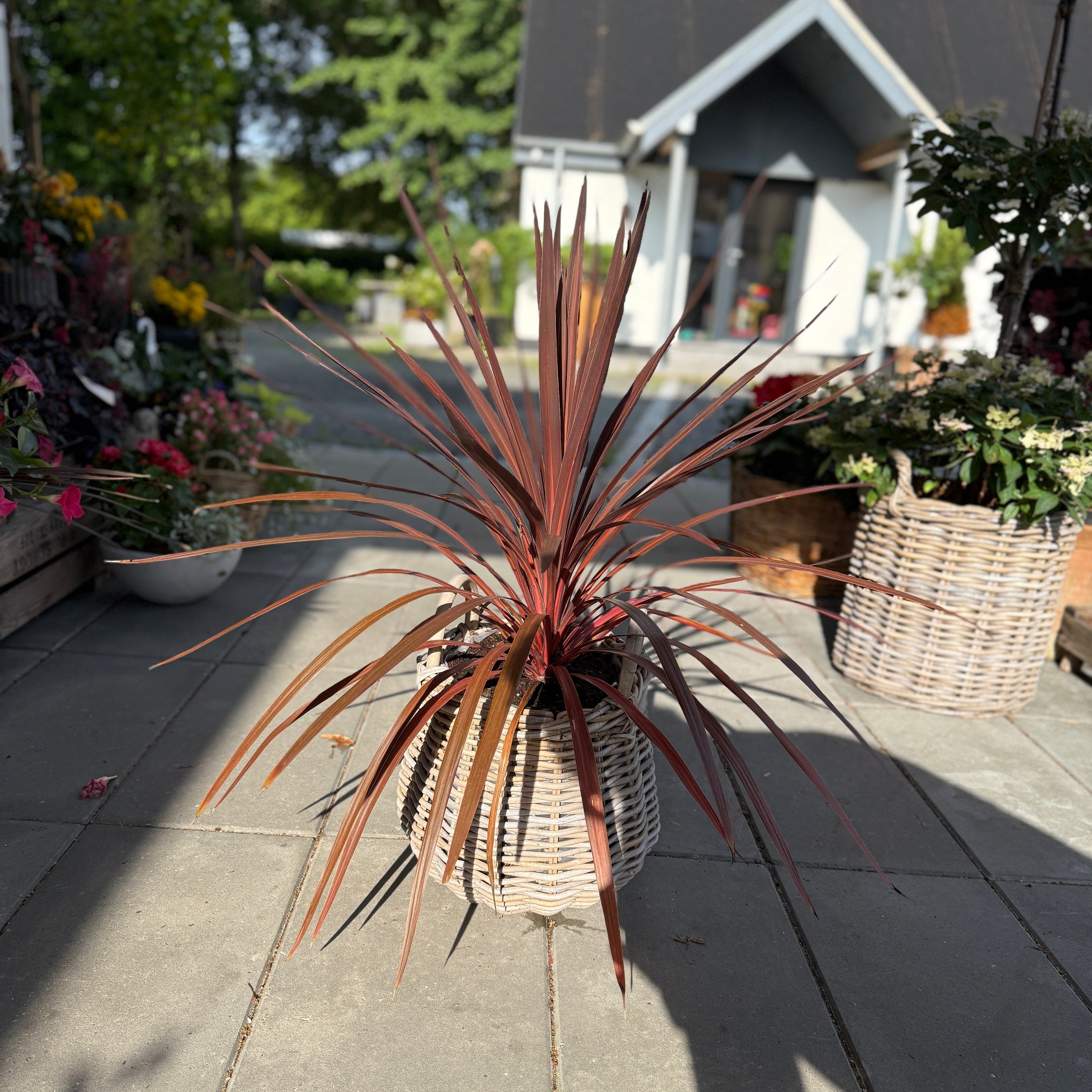 Rødbladet Cordyline Australis – 80 cm høj udendørs plante i fletkurv