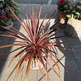 Indlæs billede i gallerivisning, Rødbladet Cordyline Australis – 80 cm høj udendørs plante i fletkurv
