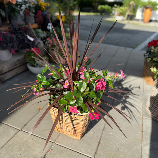 Cordyline Australis &amp; Mandevilla – 90 cm høj udendørsplante i fletkurv