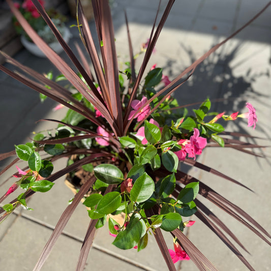 Cordyline Australis &amp; Mandevilla – 90 cm høj udendørsplante i fletkurv