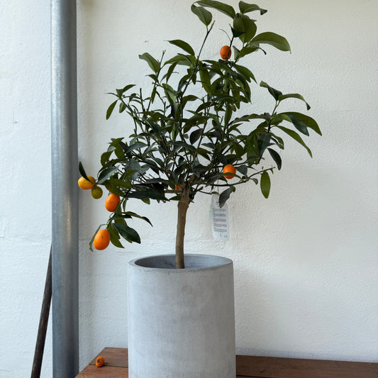 Kumquat-træ i cementkrukke – 70 cm høj frugttræ til terrasse og altan