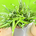 Indlæs billede i gallerivisning, Second Hand Kængurubregne – Microsorum diversifolium ca. 100 cm i letvægtskrukke | Genbrugsplante
