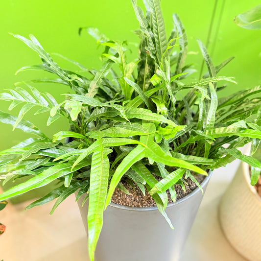 Second Hand Kængurubregne – Microsorum diversifolium ca. 100 cm i letvægtskrukke | Genbrugsplante