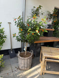 Indlæs billede i gallerivisning, Lantana camara i fletkurv – 140 cm høj sommerplante med orange blomster

