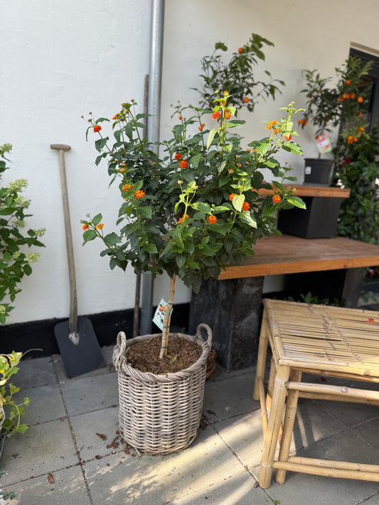 Lantana camara i fletkurv – 140 cm høj sommerplante med orange blomster