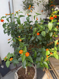 Indlæs billede i gallerivisning, Lantana camara i fletkurv – 140 cm høj sommerplante med orange blomster
