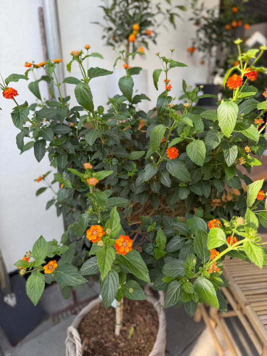 Lantana camara i fletkurv – 140 cm høj sommerplante med orange blomster