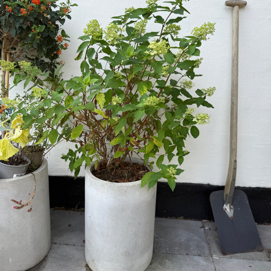 Hydrangea paniculata ‘Pandria’ i cementkrukke – 120 cm høj havehortensia