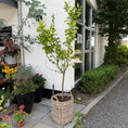 Indlæs billede i gallerivisning, Citrustræ 'Limone' i fletkurv – 200 cm høj citronplante med frugt
