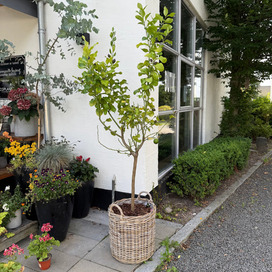 Citrustræ 'Limone' i fletkurv – 200 cm høj citronplante med frugt