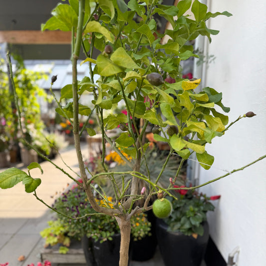 Citrustræ 'Limone' i fletkurv – 200 cm høj citronplante med frugt