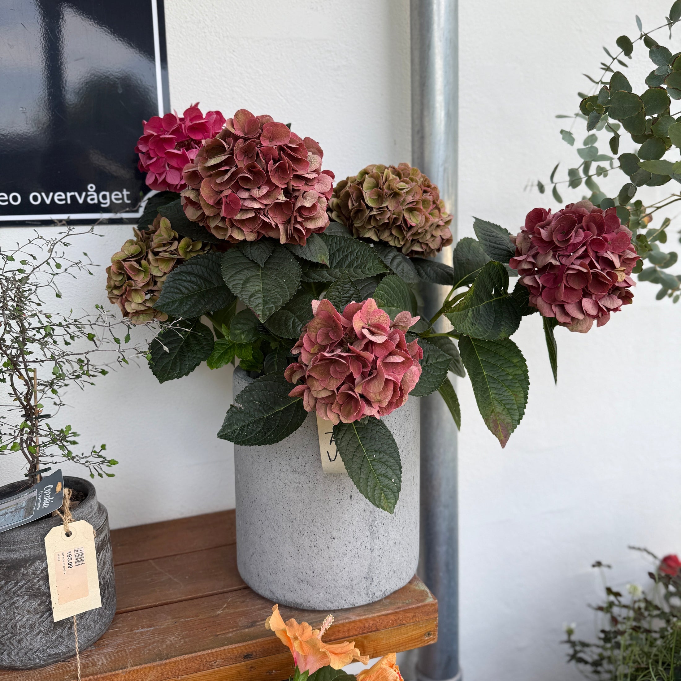 Rød Hortensia i cementkrukke – 60 cm høj blomstrende krukkeplante