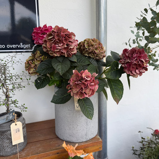 Rød Hortensia i cementkrukke – 60 cm høj blomstrende krukkeplante