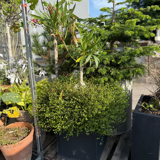 Nerium Oleander m. bunddække i sort krukke – 130 cm høj eksklusiv udendørsplante