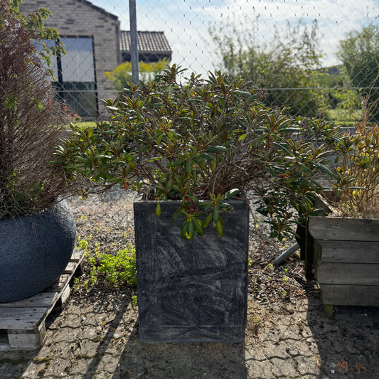 Rhododendron i mørk cementkrukke – 120 cm høj stedsegrøn plante til halvskygge