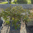 Indlæs billede i gallerivisning, Rhododendron i mørk cementkrukke – 120 cm høj stedsegrøn plante til halvskygge
