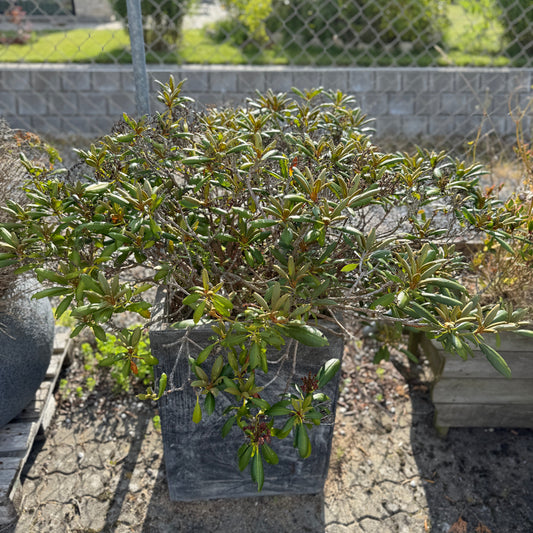 Rhododendron i mørk cementkrukke – 120 cm høj stedsegrøn plante til halvskygge