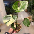 Indlæs billede i gallerivisning, Monstera ‘Thai Constellation’ 45–50 cm inkl. lerkrukke
