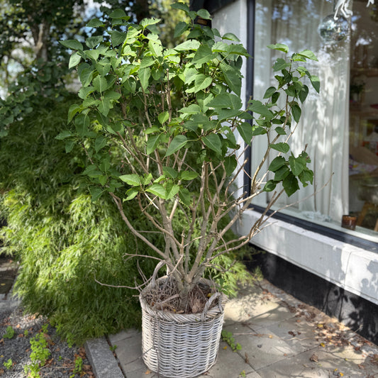 Syringa vulgaris – Almindelig Syren i Flettet Kurv – 165 cm høj