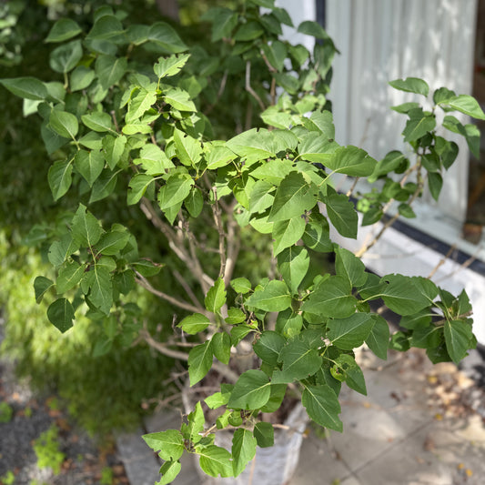 Syringa vulgaris – Almindelig Syren i Flettet Kurv – 165 cm høj