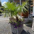 Indlæs billede i gallerivisning, Trachycarpus Hørpalme i stor flettekurv med bunddække – 135 cm høj udendørsplante
