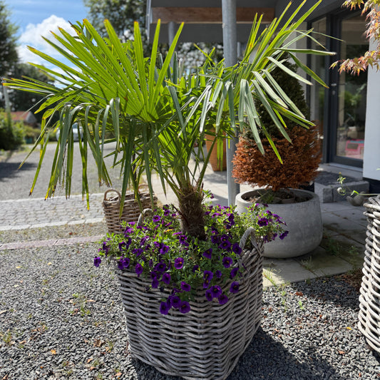 Trachycarpus Hørpalme i stor flettekurv med bunddække – 135 cm høj udendørsplante