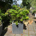 Indlæs billede i gallerivisning, Pieris japonica i kvadratisk sort krukke – 130 cm høj udendørsplante

