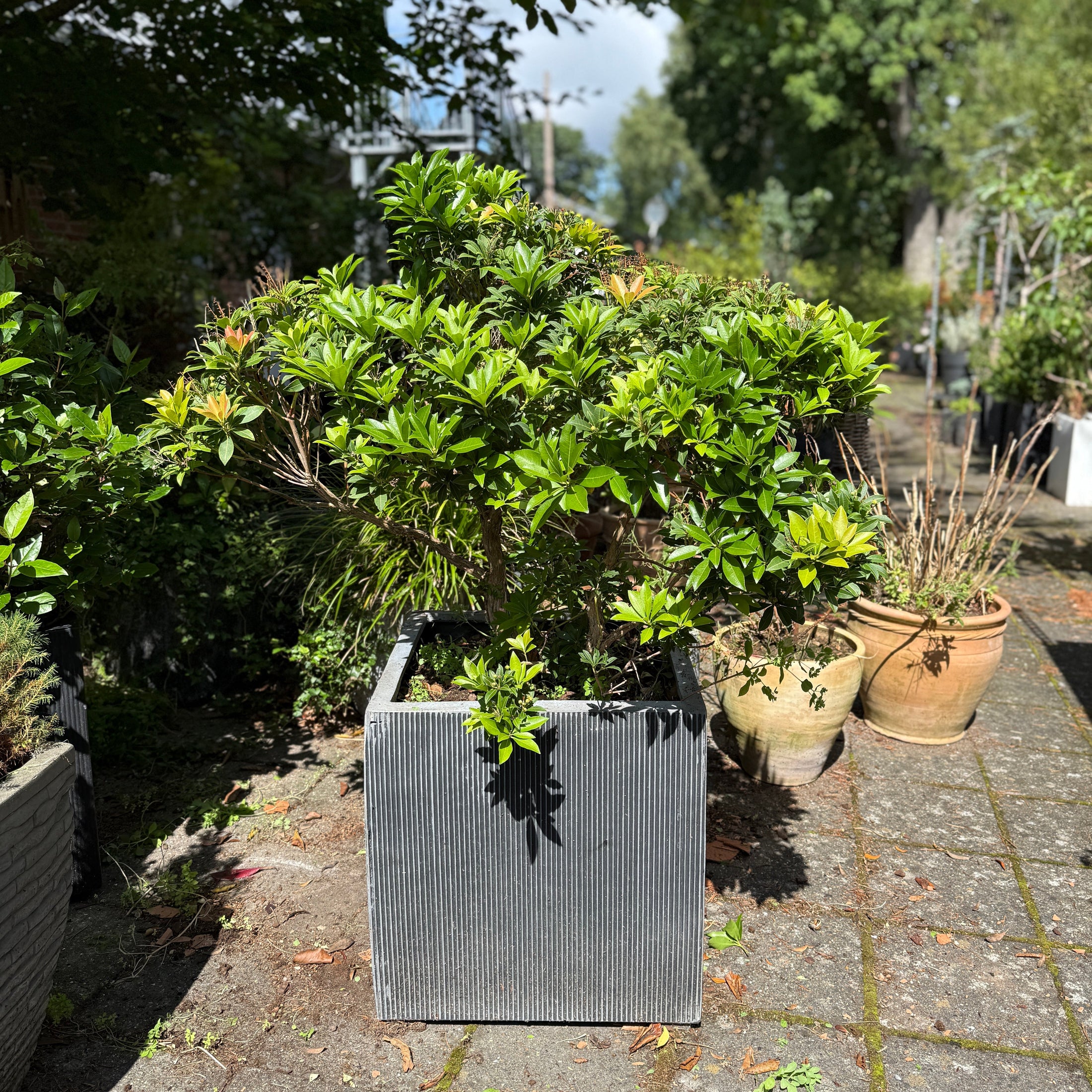 Pieris japonica i kvadratisk sort krukke – 130 cm høj udendørsplante