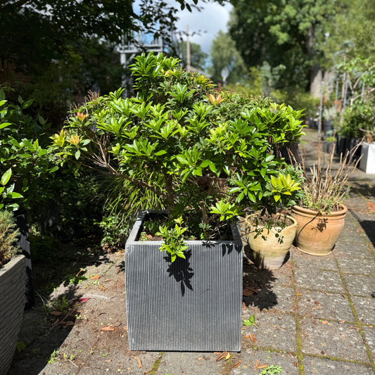 Pieris japonica i kvadratisk sort krukke – 130 cm høj udendørsplante