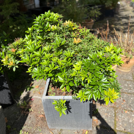 Pieris japonica i kvadratisk sort krukke – 130 cm høj udendørsplante