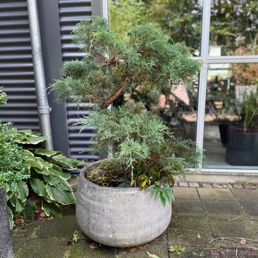 Juniperus Bonsai i rund cementkrukke – 130 cm høj udendørsplante
