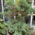 Indlæs billede i gallerivisning, Juniperus Bonsai i rund cementkrukke – 130 cm høj udendørsplante
