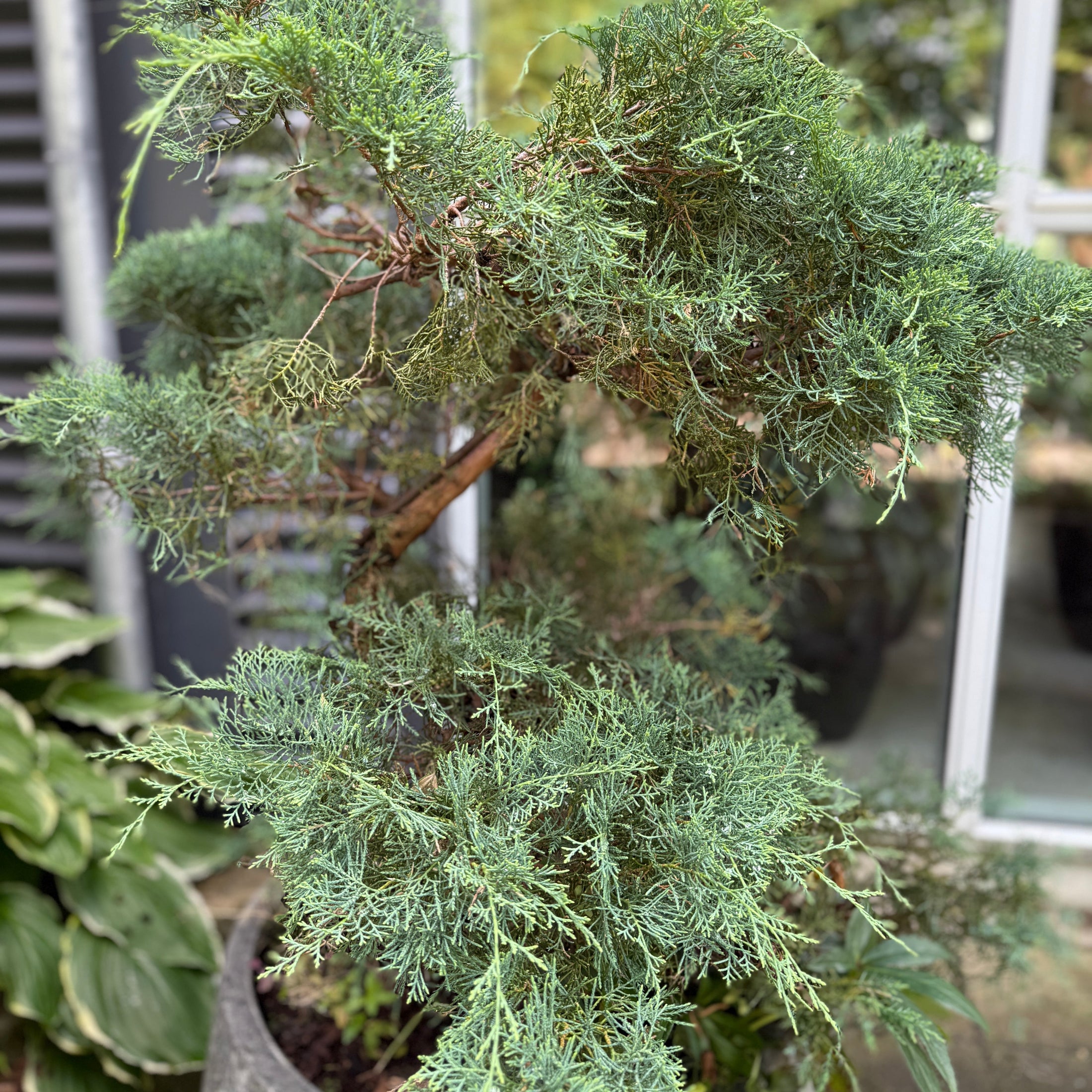 Juniperus Bonsai i rund cementkrukke – 130 cm høj udendørsplante