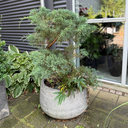 Juniperus Bonsai i rund cementkrukke – 130 cm høj udendørsplante