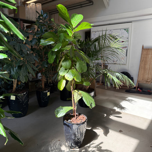 Ficus lyrata / Violinfigen i sort krukke – 170 cm høj stueplante