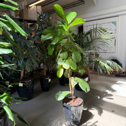 Ficus lyrata / Violinfigen i sort krukke – 170 cm høj stueplante