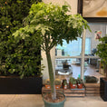 Indlæs billede i gallerivisning, Australsk Kærlighedstræ – Ahornbladet med slank stamme og eksotisk krone ca 220 cm. høj

