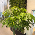 Indlæs billede i gallerivisning, Australsk Kærlighedstræ – Ahornbladet med slank stamme og eksotisk krone ca 220 cm. høj
