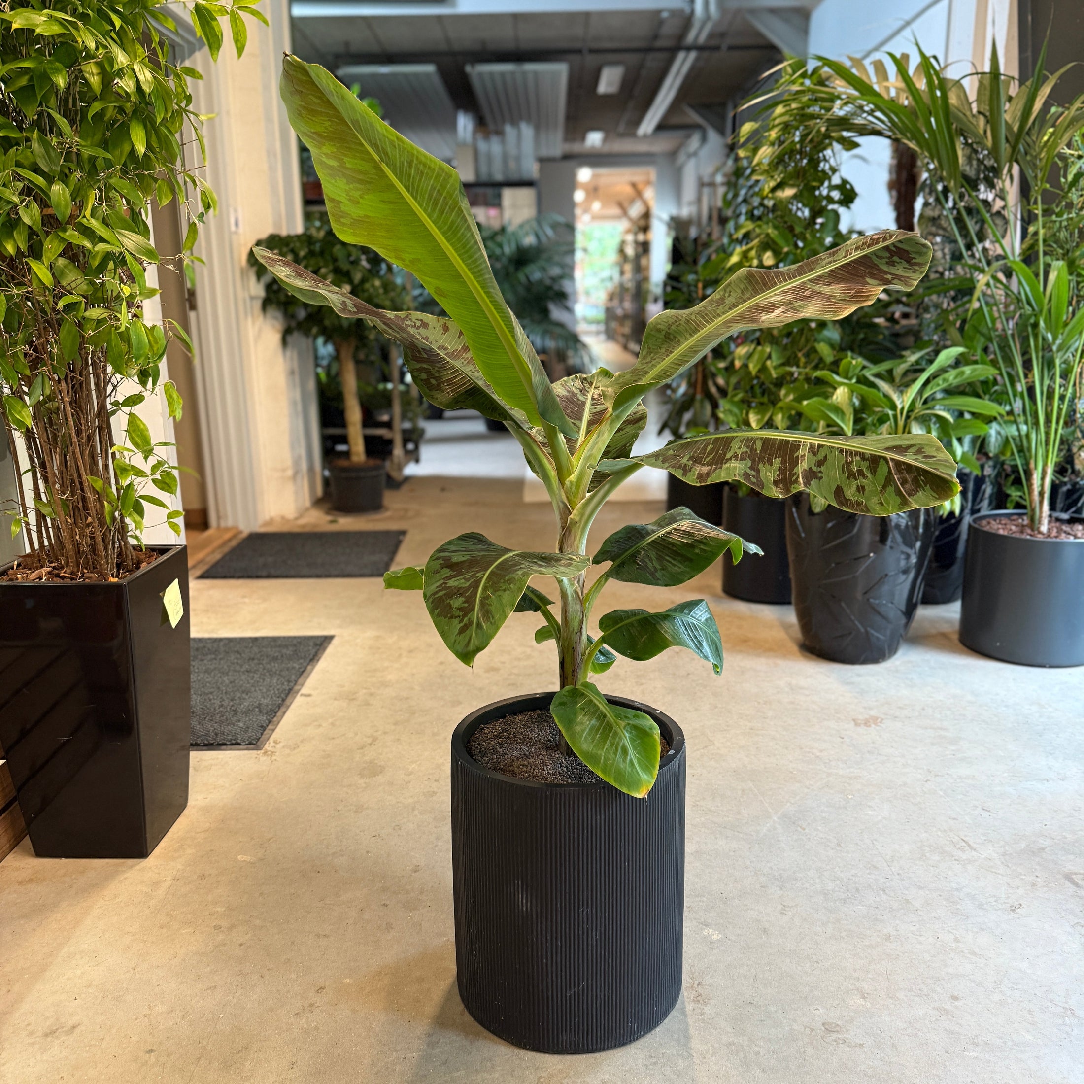 Rød Bananplante i sort krukke – 70 cm høj | Eksotisk Second Hand Plante