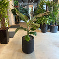 Indlæs billede i gallerivisning, Rød Bananplante i sort krukke – 70 cm høj | Eksotisk Second Hand Plante
