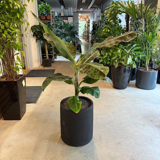 Rød Bananplante i sort krukke – 70 cm høj | Eksotisk Second Hand Plante