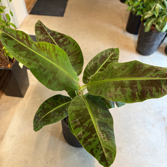 Rød Bananplante i sort krukke – 70 cm høj | Eksotisk Second Hand Plante