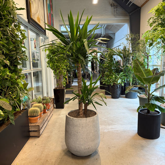 Yucca-palme i cementkrukke – 185 cm høj | Stor Second Hand Plante