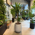 Indlæs billede i gallerivisning, Yucca-palme i cementkrukke – 185 cm høj | Stor Second Hand Plante
