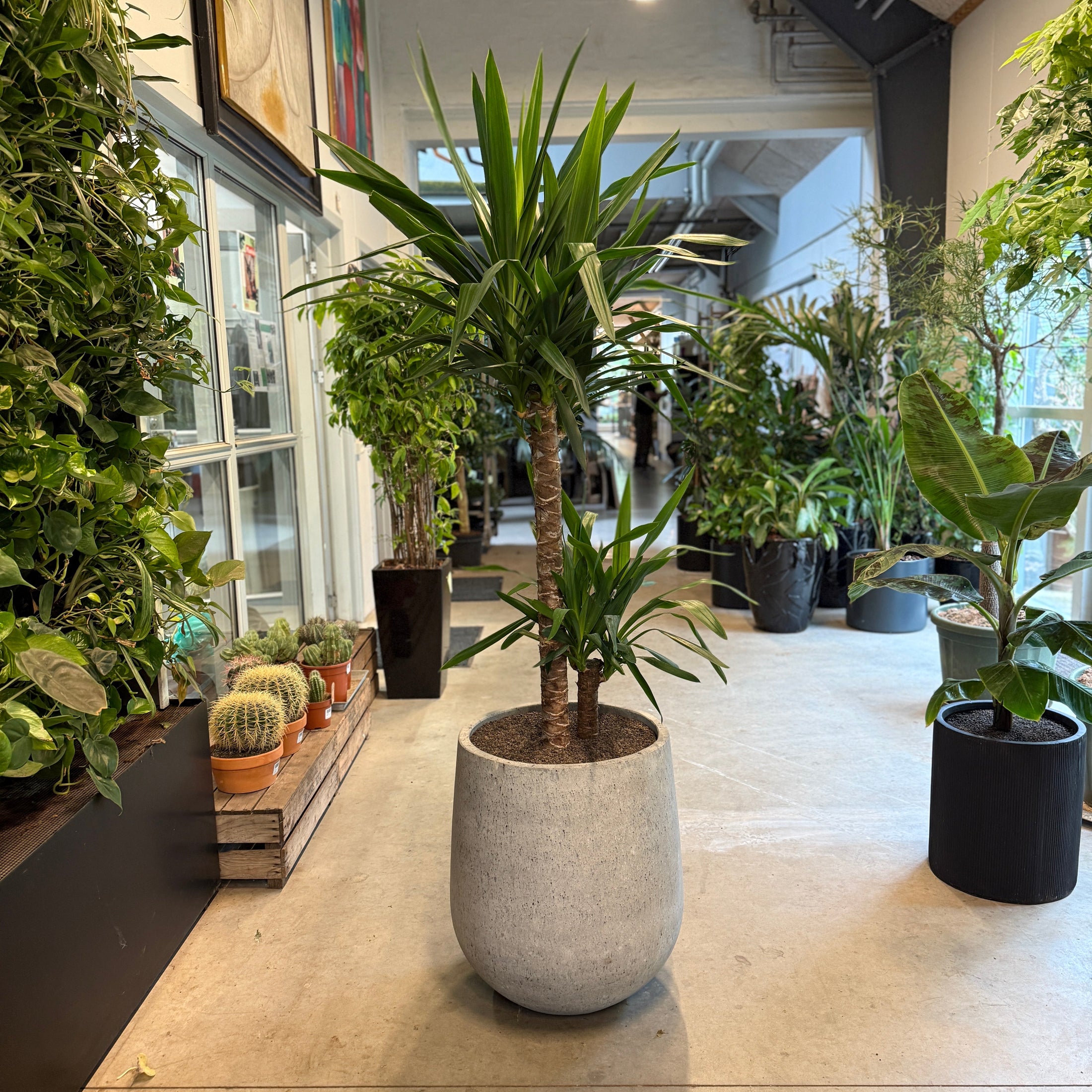 Yucca-palme i cementkrukke – 185 cm høj | Stor Second Hand Plante