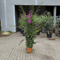 Indlæs billede i gallerivisning, Bougainvillea i plast terracottakrukke – 220 cm høj | Blomstrende eksklusiv plante
