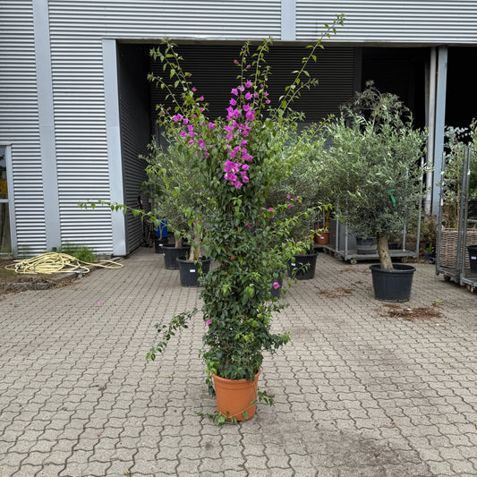 Bougainvillea i plast terracottakrukke – 220 cm høj | Blomstrende eksklusiv plante