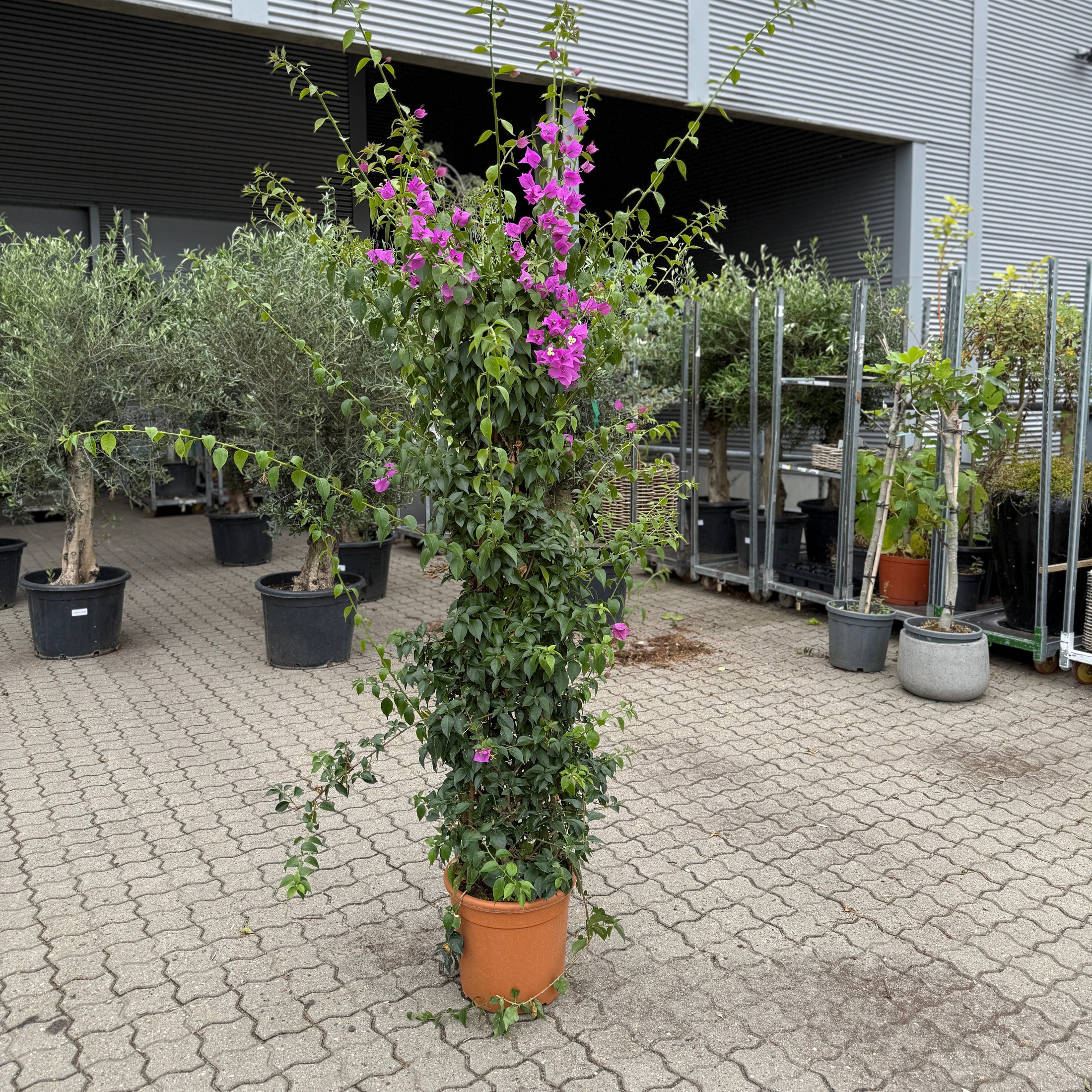 Bougainvillea i plast terracottakrukke – 220 cm høj | Blomstrende eksklusiv plante